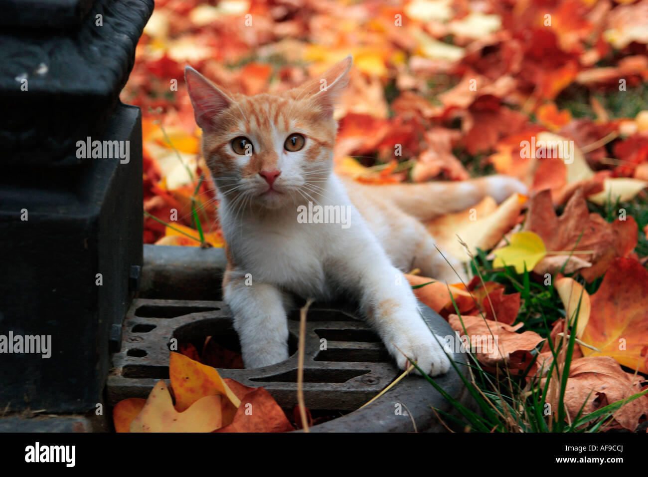 Little cat in autumn leaves Stock Photo - Alamy