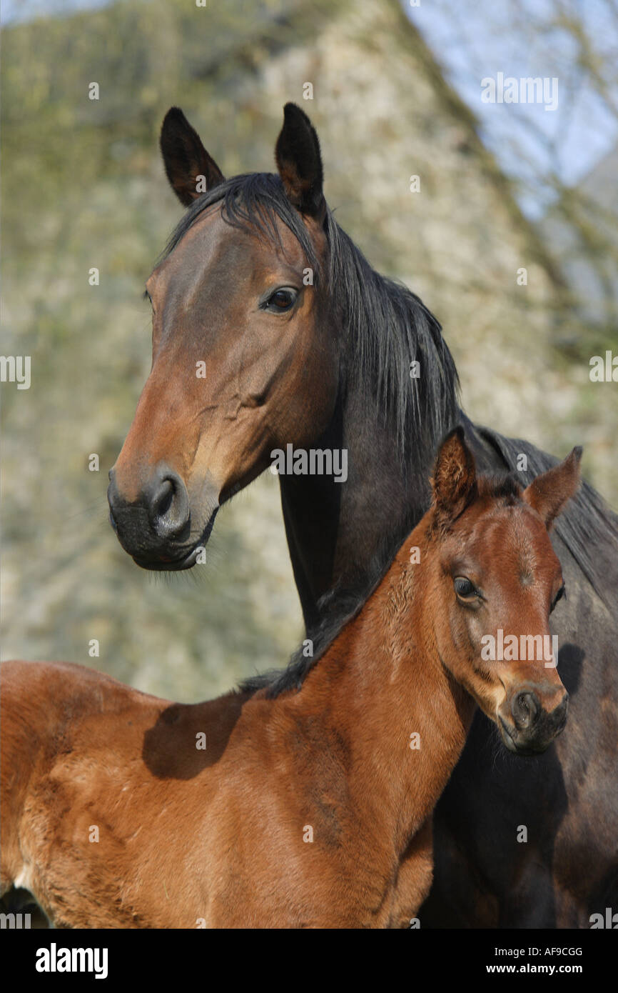 AngloArabian horse with foal portrait Stock Photo Alamy