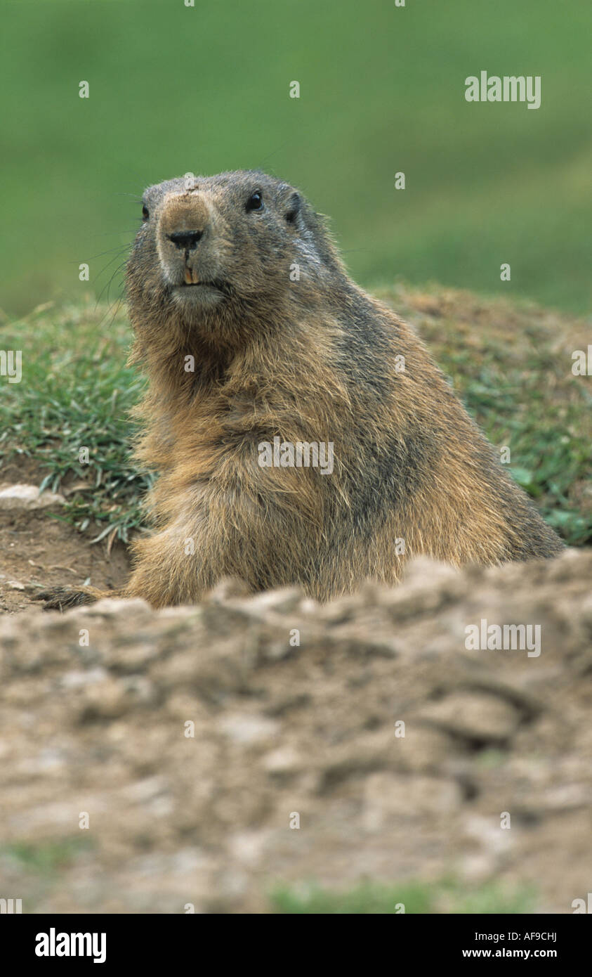 An Alpine marmot at the foot of the Bischhoffshutte, Austria. Stock Photo