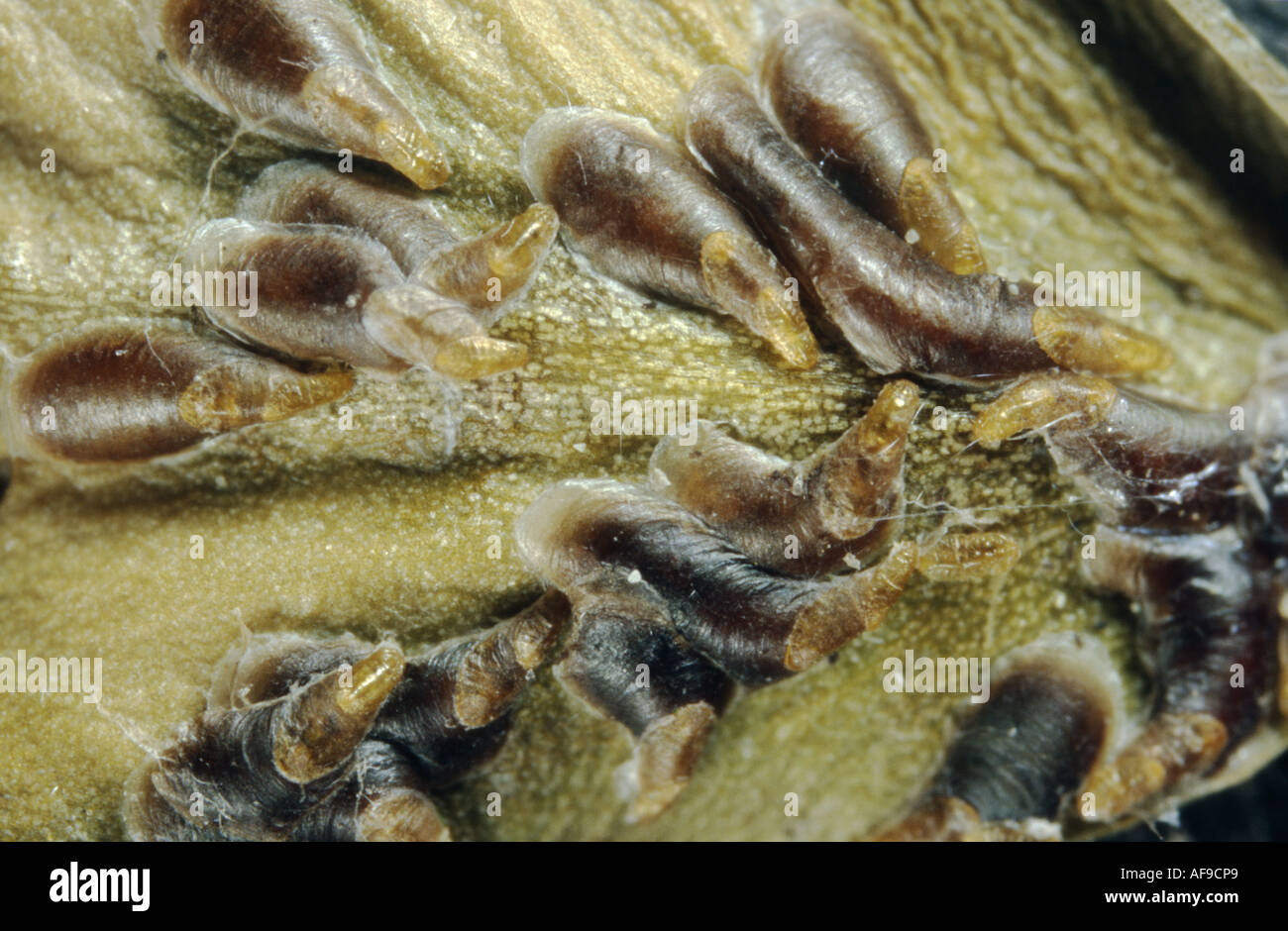 oystershell scale, mussel scale (Lepidosaphes ulmi), pest on leaved trees Stock Photo