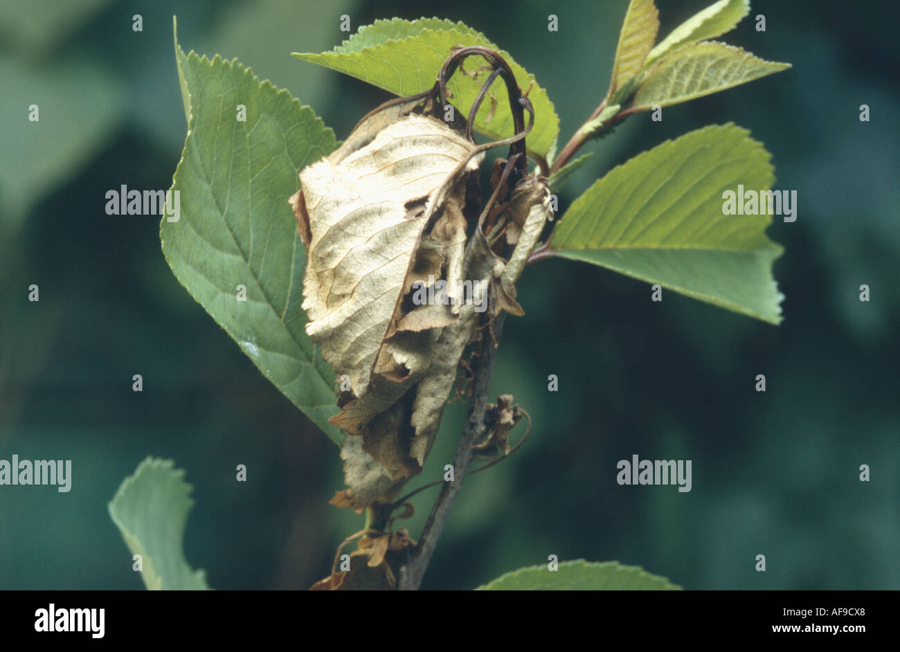 mould (Monilia spec.), pest on Prunus cerasus Stock Photo