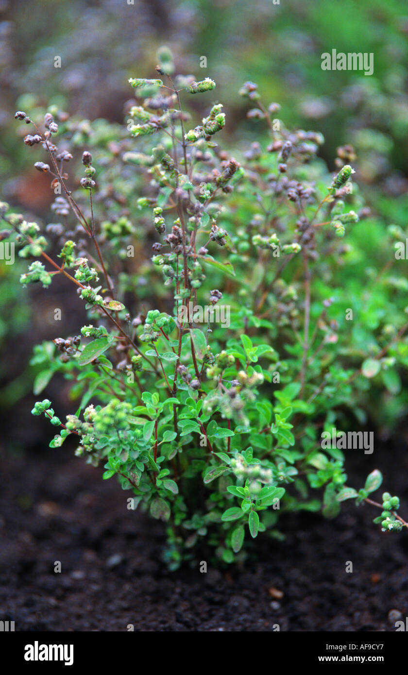 sweet marjoram, knotted marjoram (Origanum majorana, Majorana hortensis