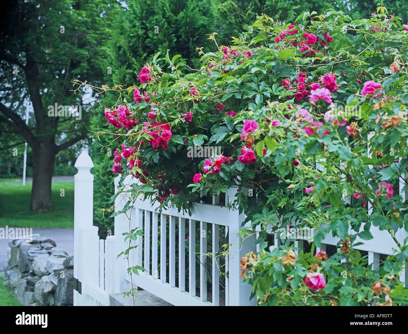 Rose Bushes Climbing a Picket Fence Stock Photo Alamy