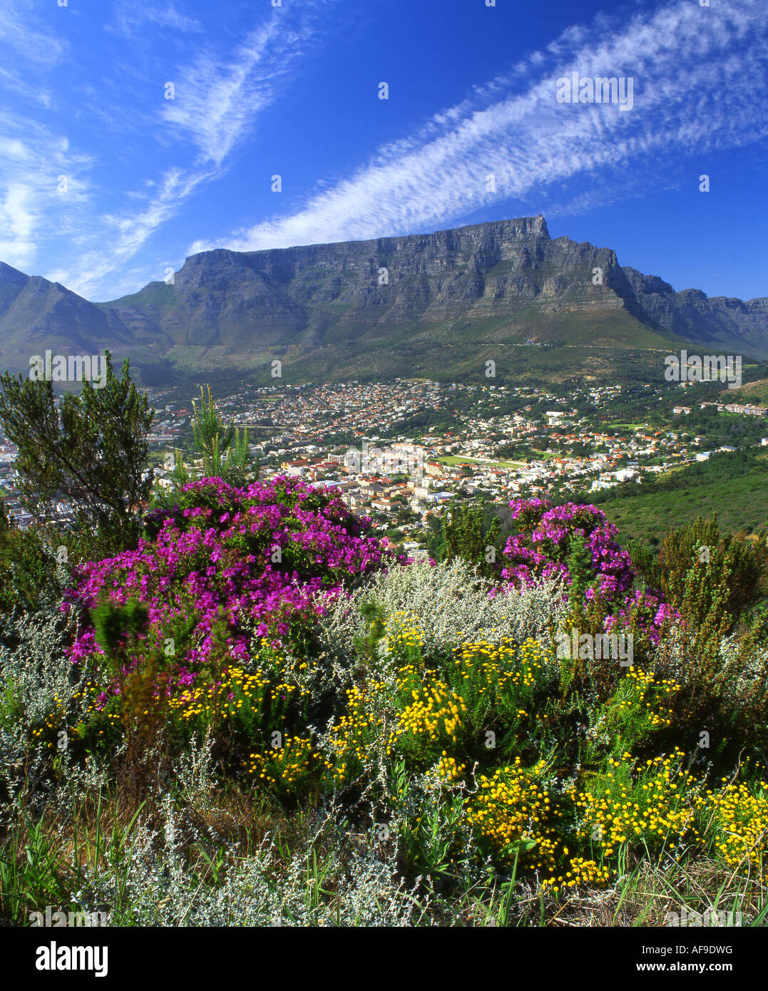 A view over fynbos and the city bowl in Cape Town towards Table