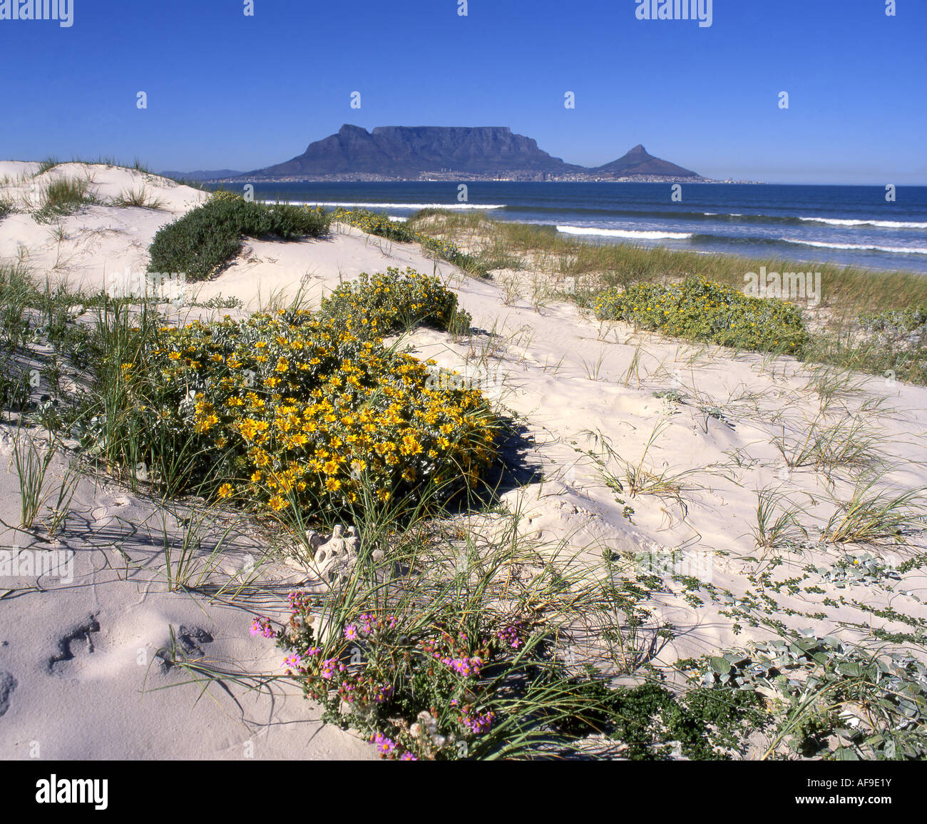 Table mountain viewed from Bloubergstrand with a rippled sand dune in the foreground. Stock Photo
