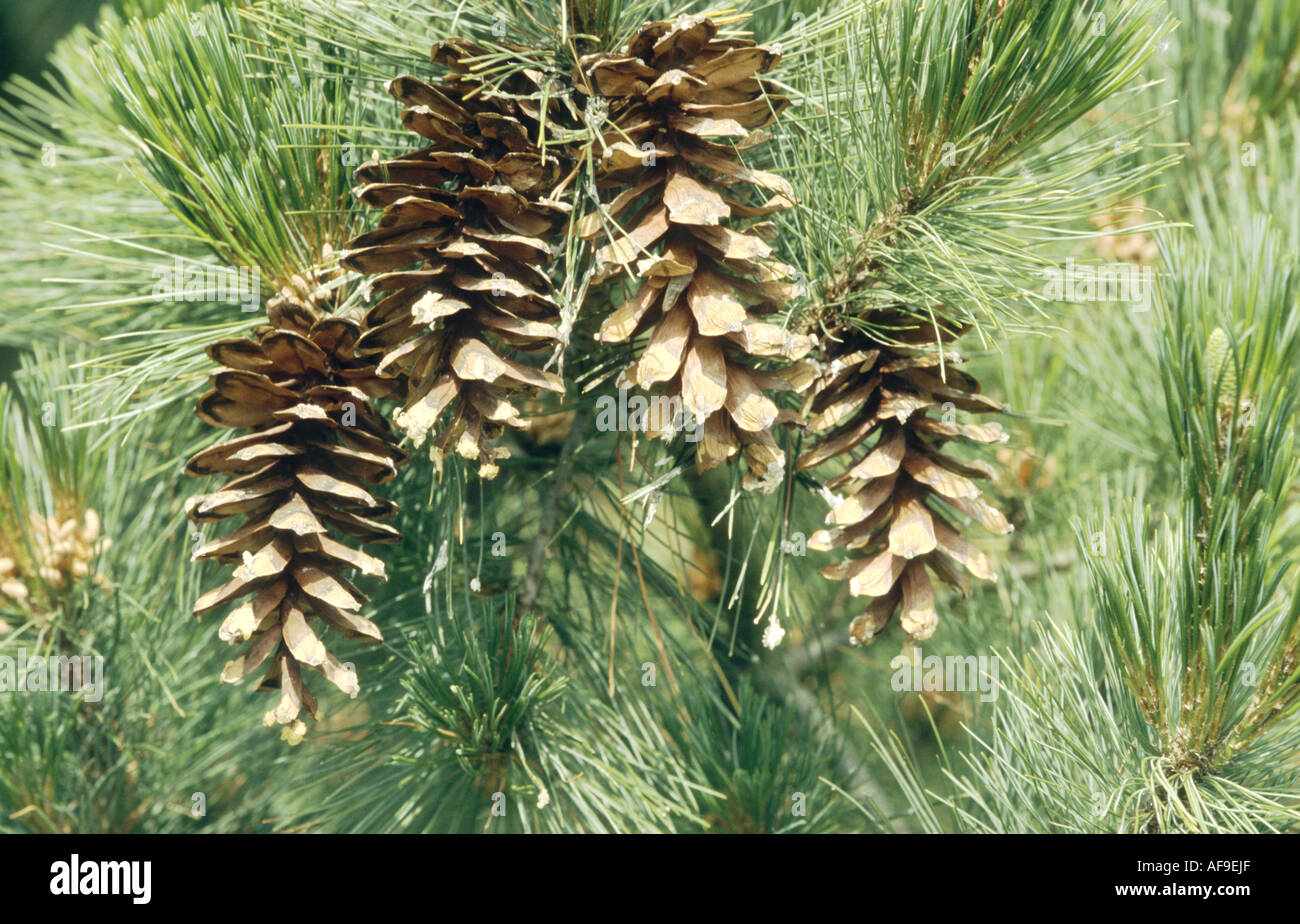 Macedonian pine,  Balkan pine (Pinus peuce), cones Stock Photo