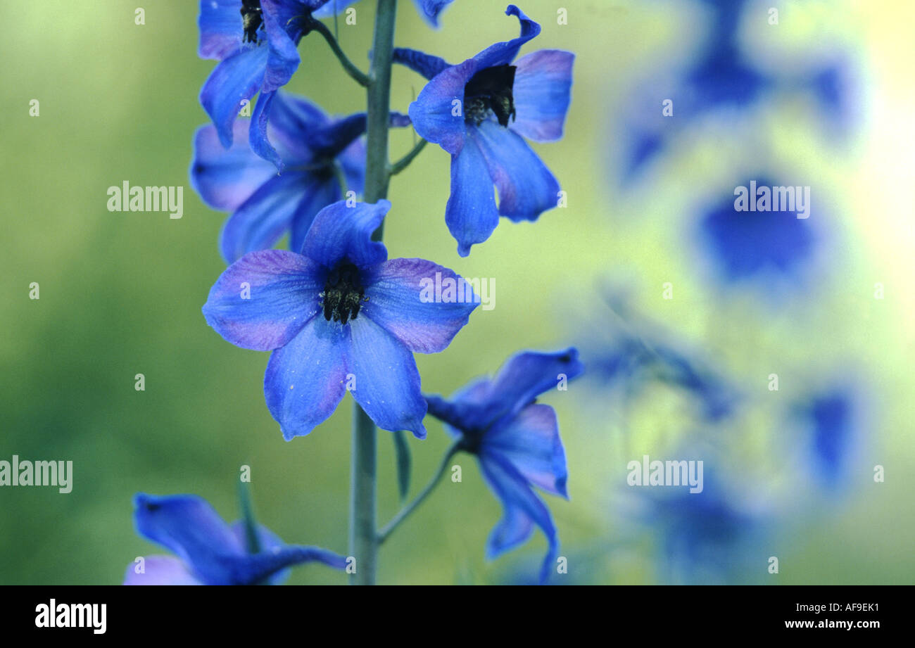 candle larkspur (Delphinium elatum), inflorescence Stock Photo
