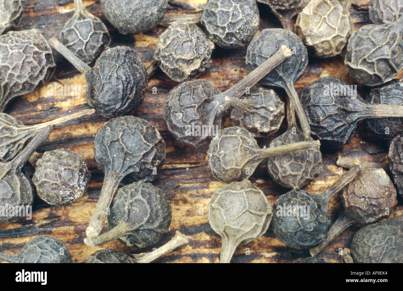 cubeb pepper, Tailed Pepper (Piper cubeba), fruits Stock Photo - Alamy
