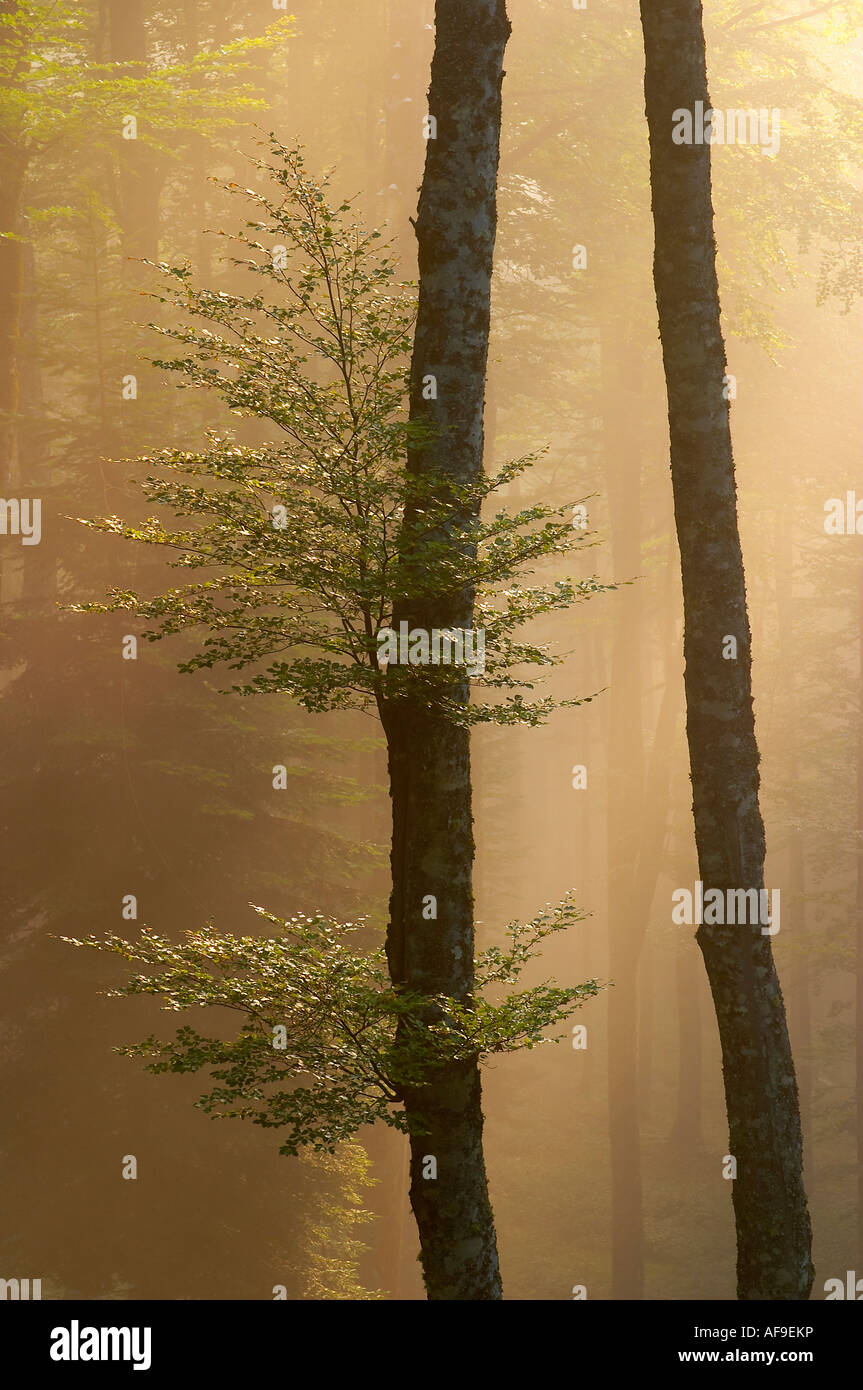 Hayedo con niebla al amanecer,  Selva de Irati Navarra Spain. Beech Forest with mist at dawn, Iraty Forest, Navarre, Spain. Stock Photo