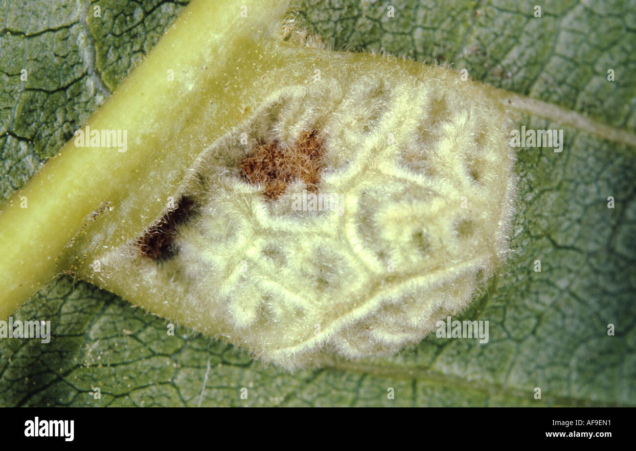 gall mite (Eriophyes erineus), on Walnuttree (Juglans regia) Stock Photo