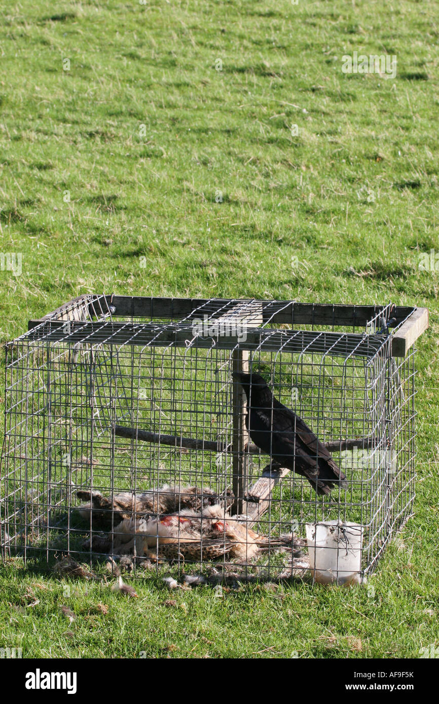 Crow Corvus Corone in Larsen Trap Stock Photo