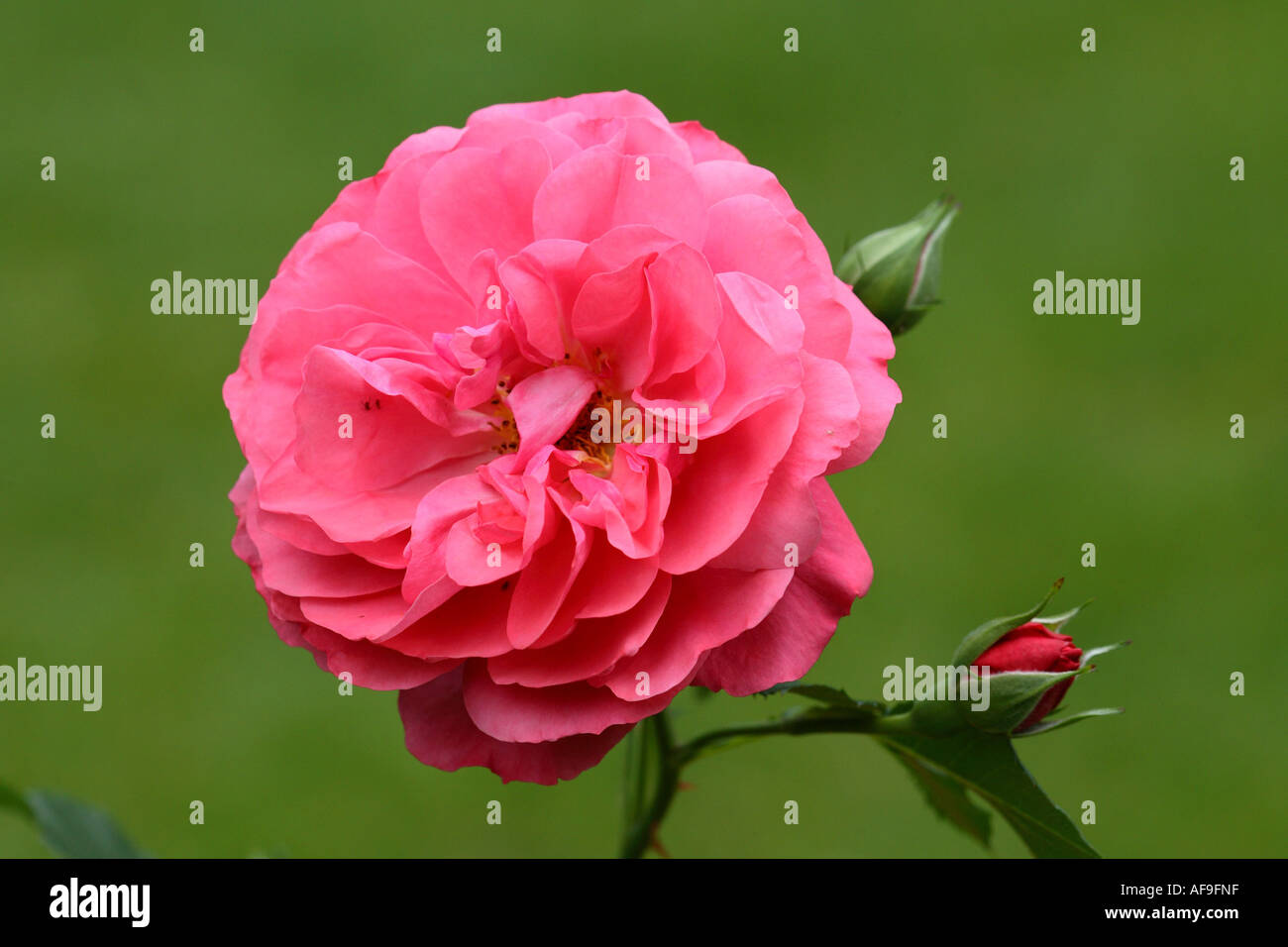 Climbing rose blossom red buds hi-res stock photography and images - Alamy