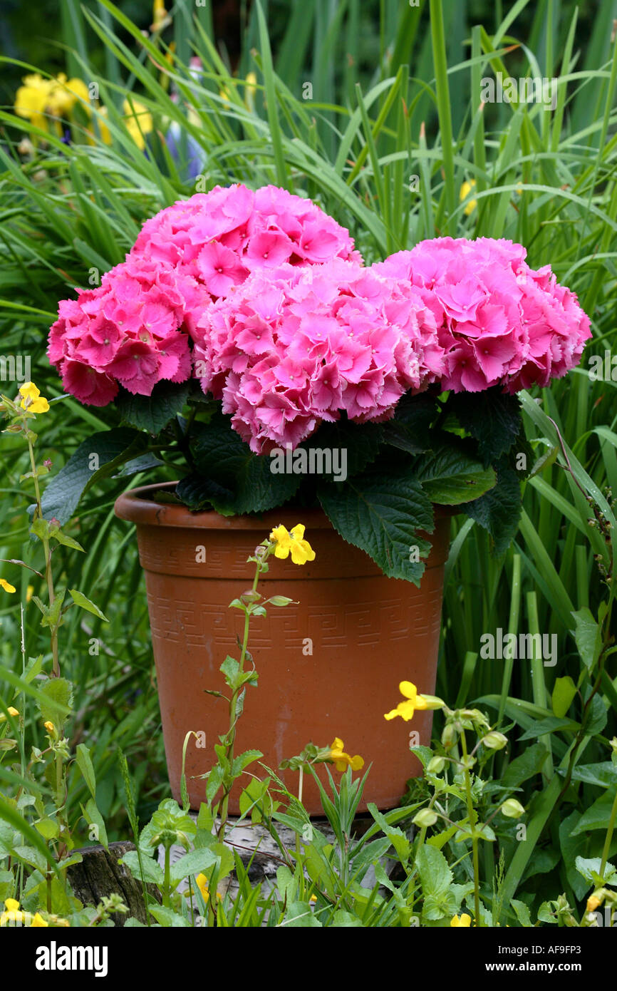 Garden Hydrangea Lace Cap Hydrangea Hydrangea Macrophylla Potted 
