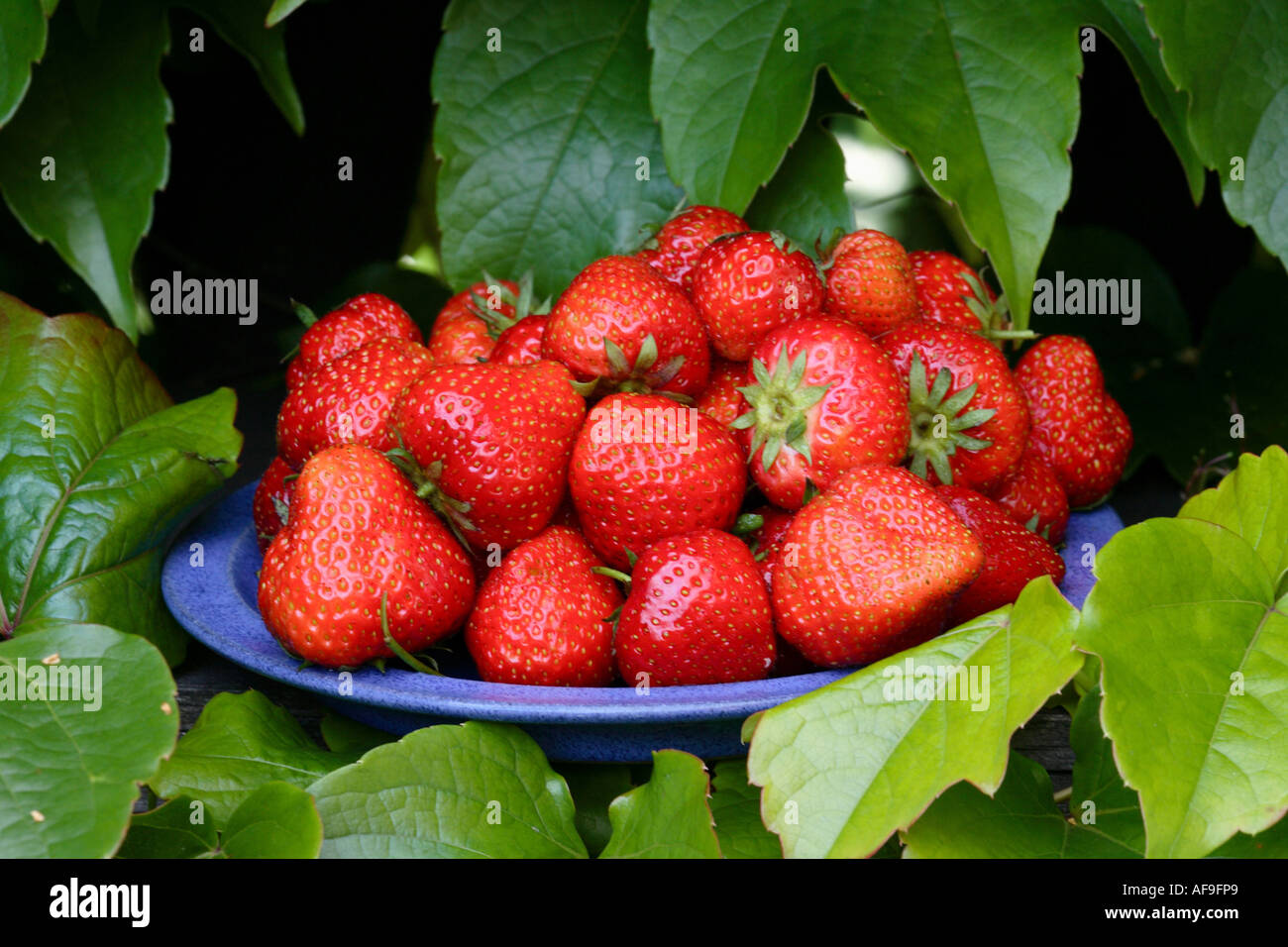 hybrid strawberry, garden strawberry (Fragaria x ananassa (Fragaria ananassa)), blue plate with ripe strawberries Stock Photo