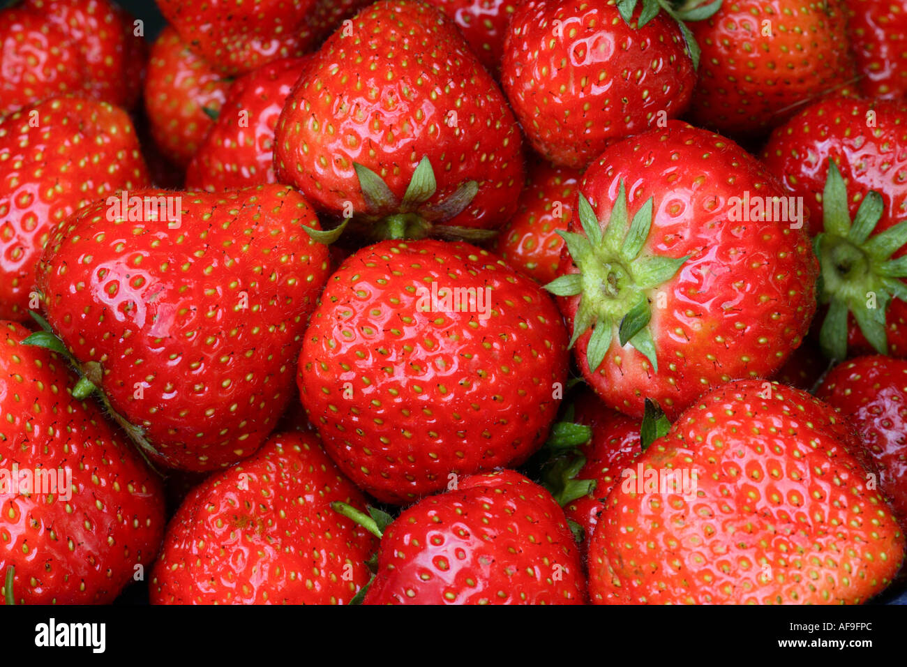 hybrid strawberry, garden strawberry (Fragaria x ananassa (Fragaria ananassa)), ripe strawberries Stock Photo