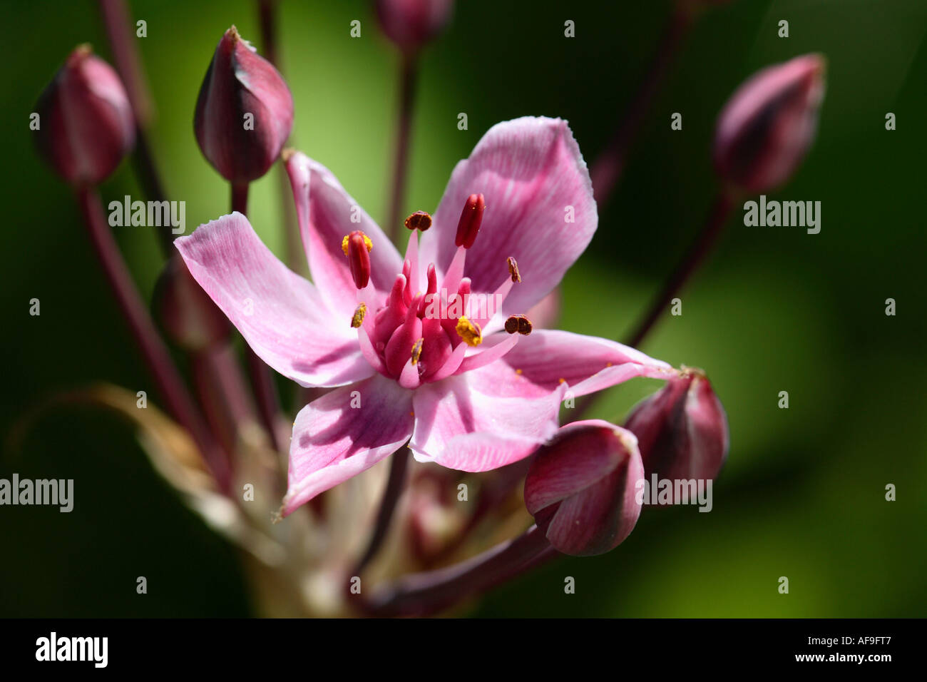 flowering-rush (Butomus umbellatus), flower Stock Photo