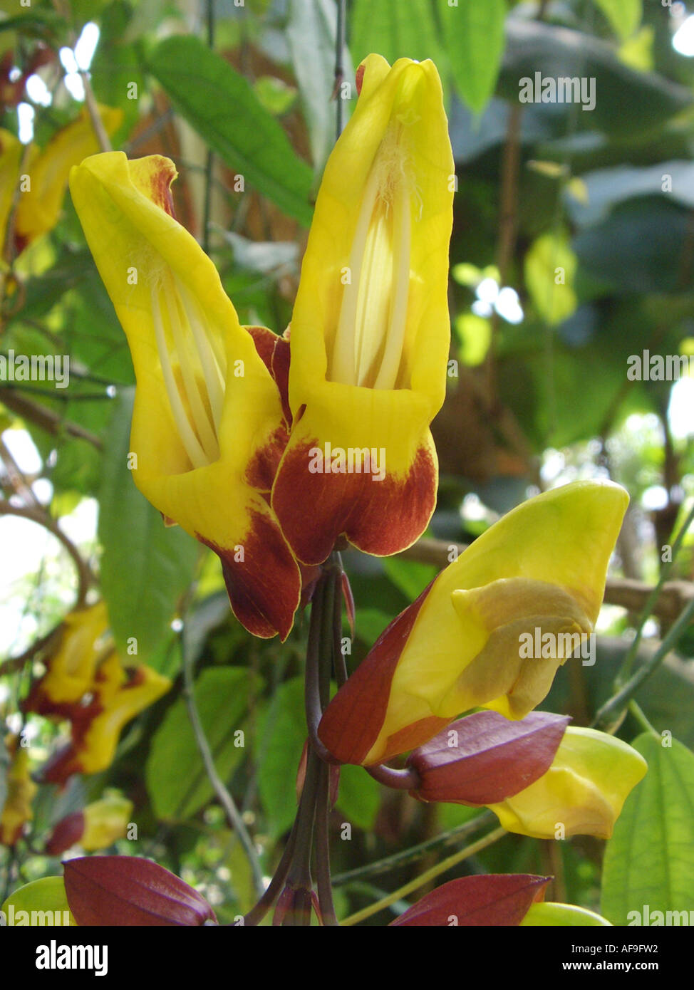 Clock Vine (Thunbergia mysorensis), flowers Stock Photo