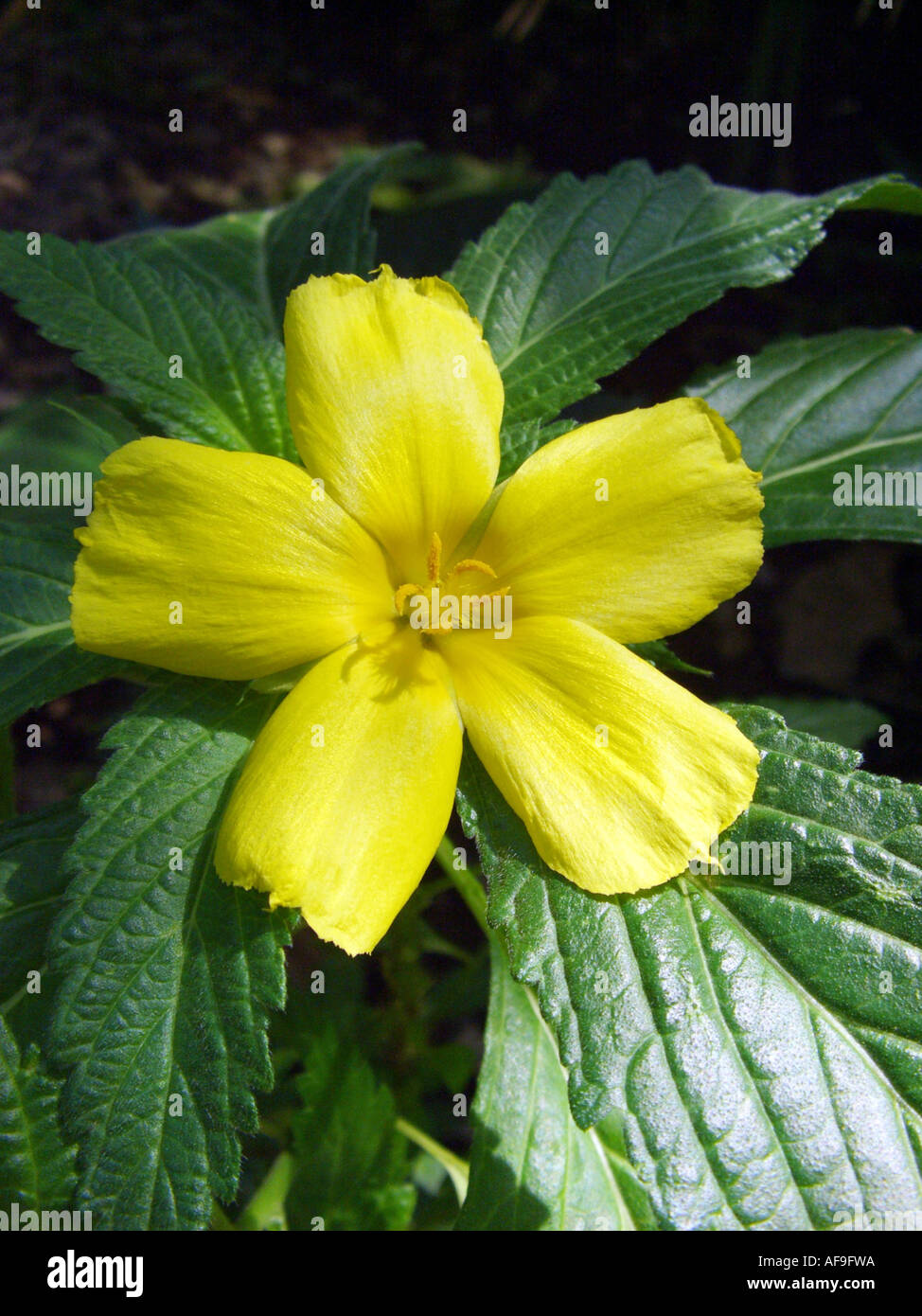 Sage Rose, West Indian Holly, Yellow Alder, Buttercup Flower, Damiana