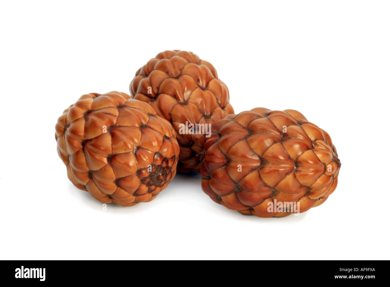 raffia palm (Raphia farinifera), fruits (drupes) Stock Photo