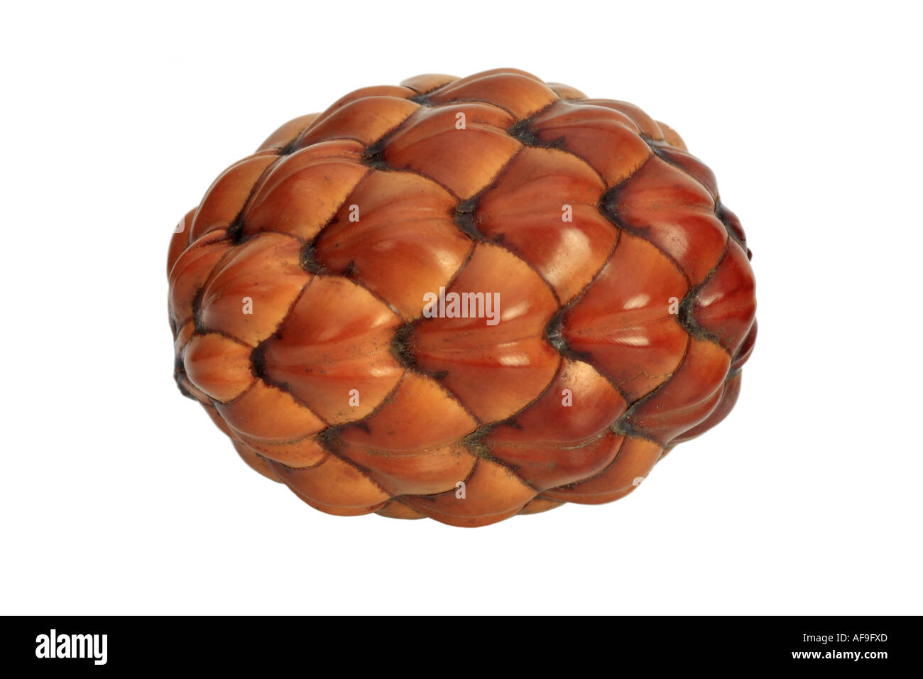raffia palm (Raphia farinifera), fruit (drupe) Stock Photo