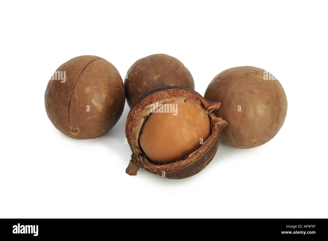 macadamia (Macadamia integrifolia), nut and nut in opening husk Stock Photo