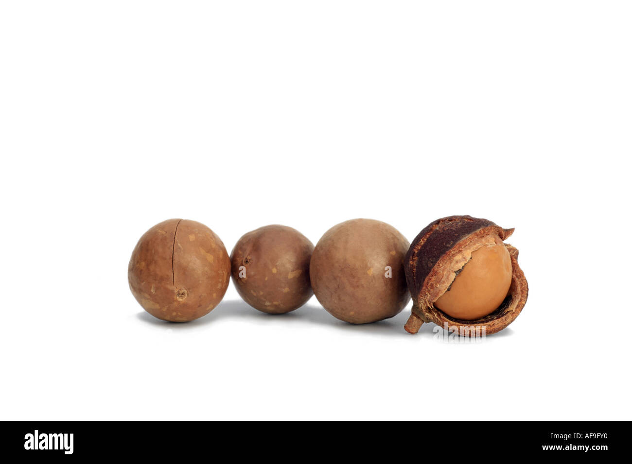 macadamia (Macadamia integrifolia), nuts and nut in opening husk, in a row Stock Photo
