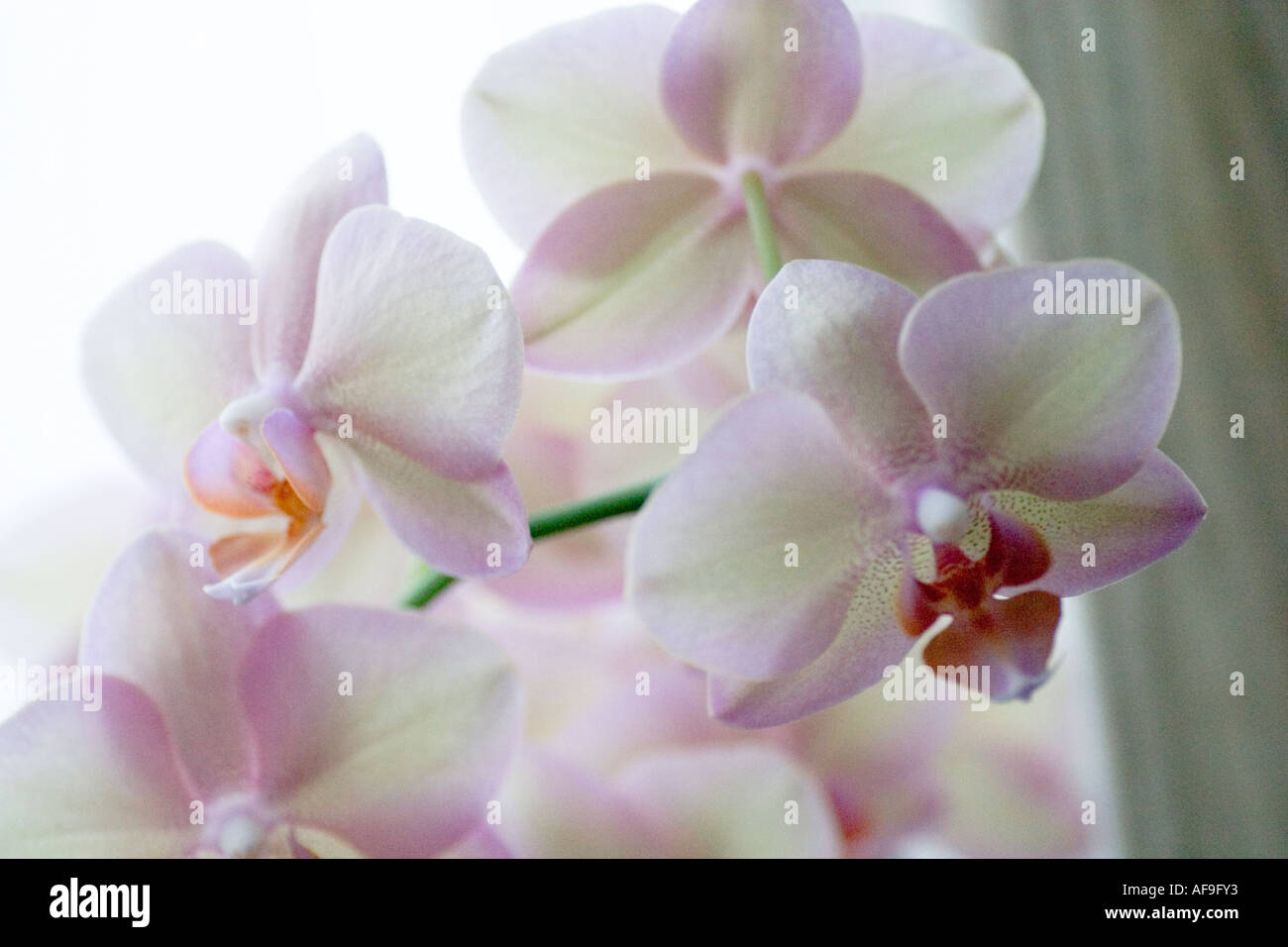 Phalaenopsis orchid flower blooms Stock Photo