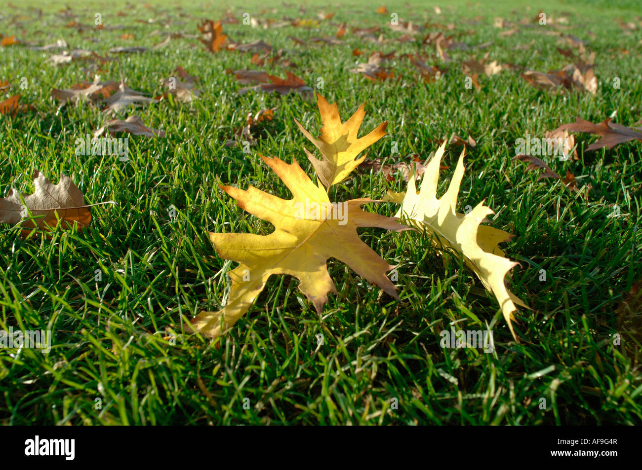 Autumn leaves on lawn, close-up Stock Photo