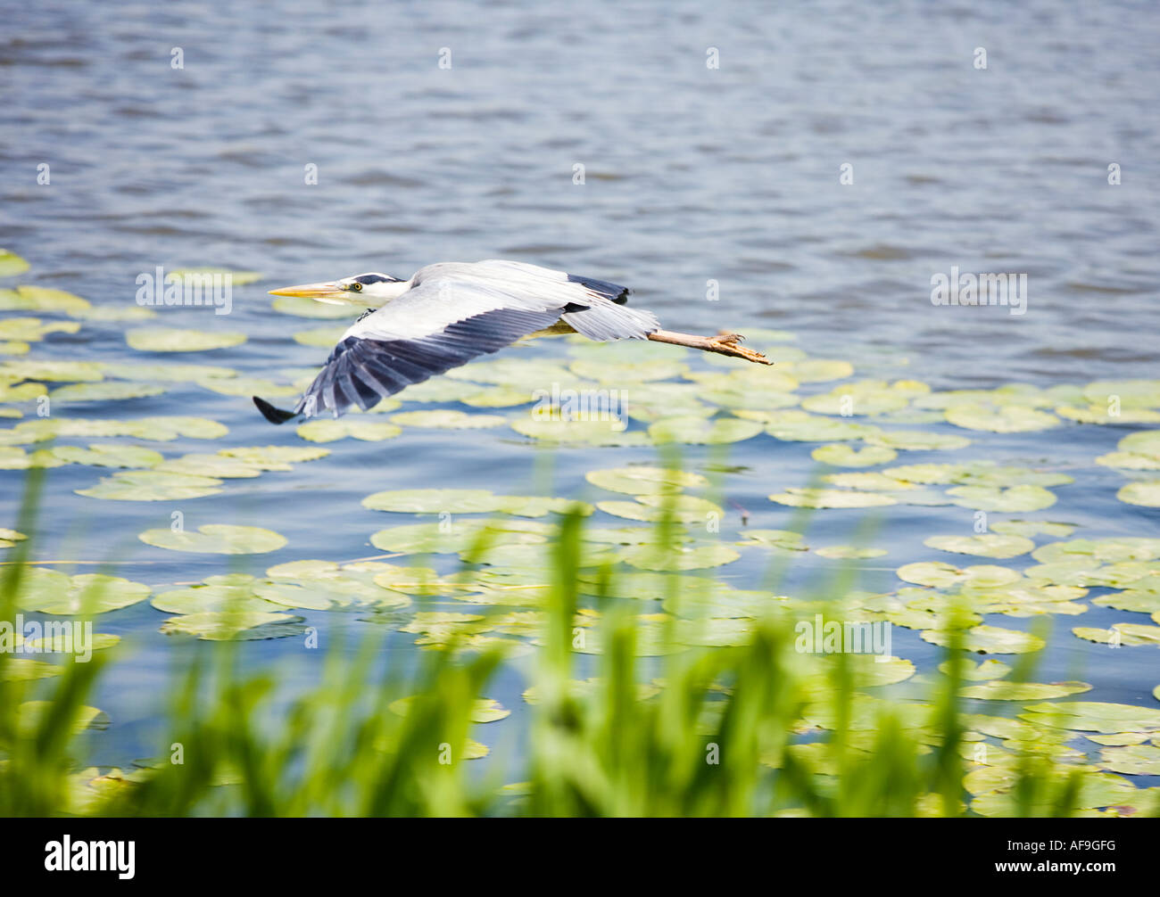Grey Heron in flight flying low over a dyke in The Netherlands Europe Stock Photo