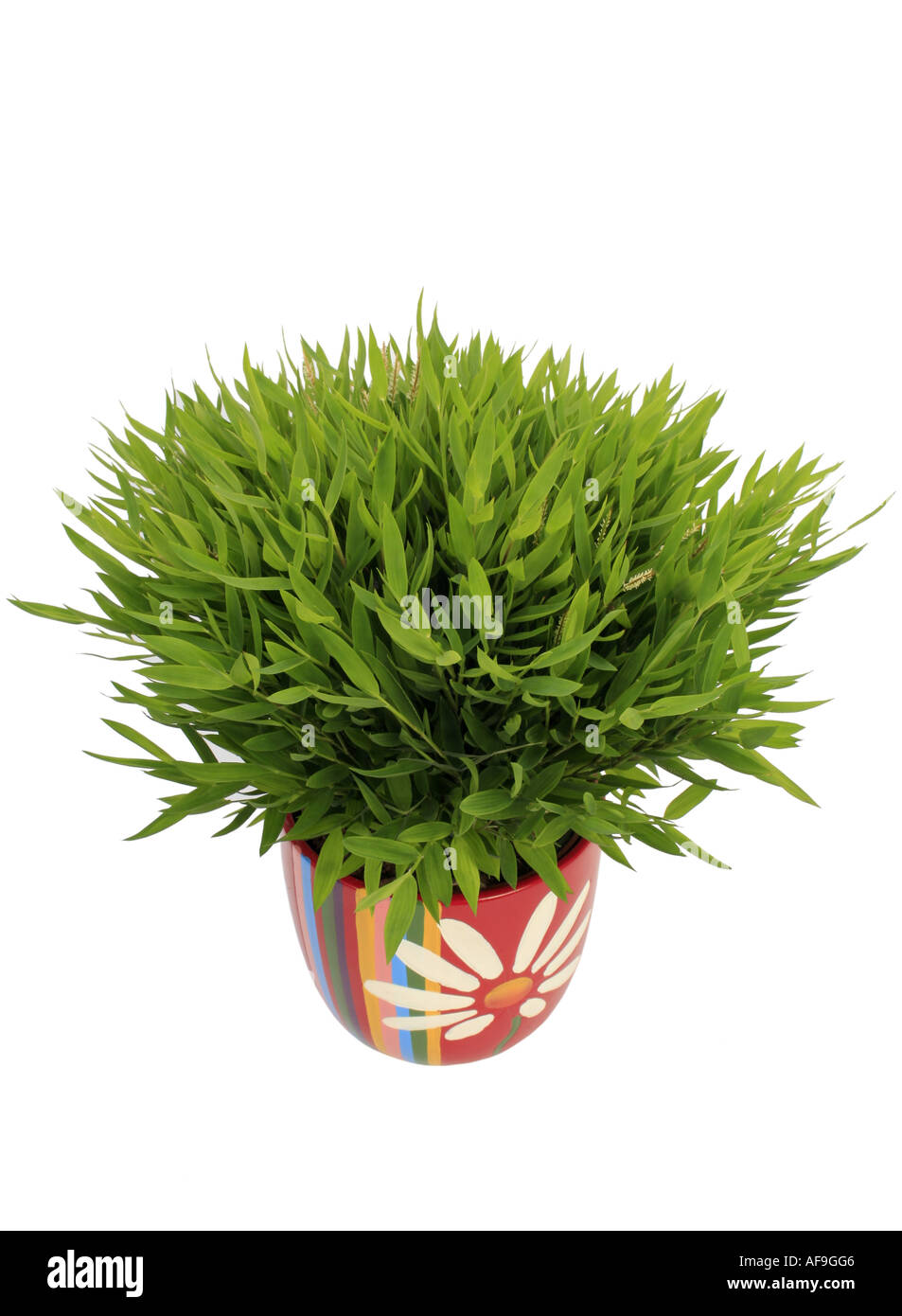 miniature bamboo (Pogonatherum paniceum), plant in colourful pot Stock ...