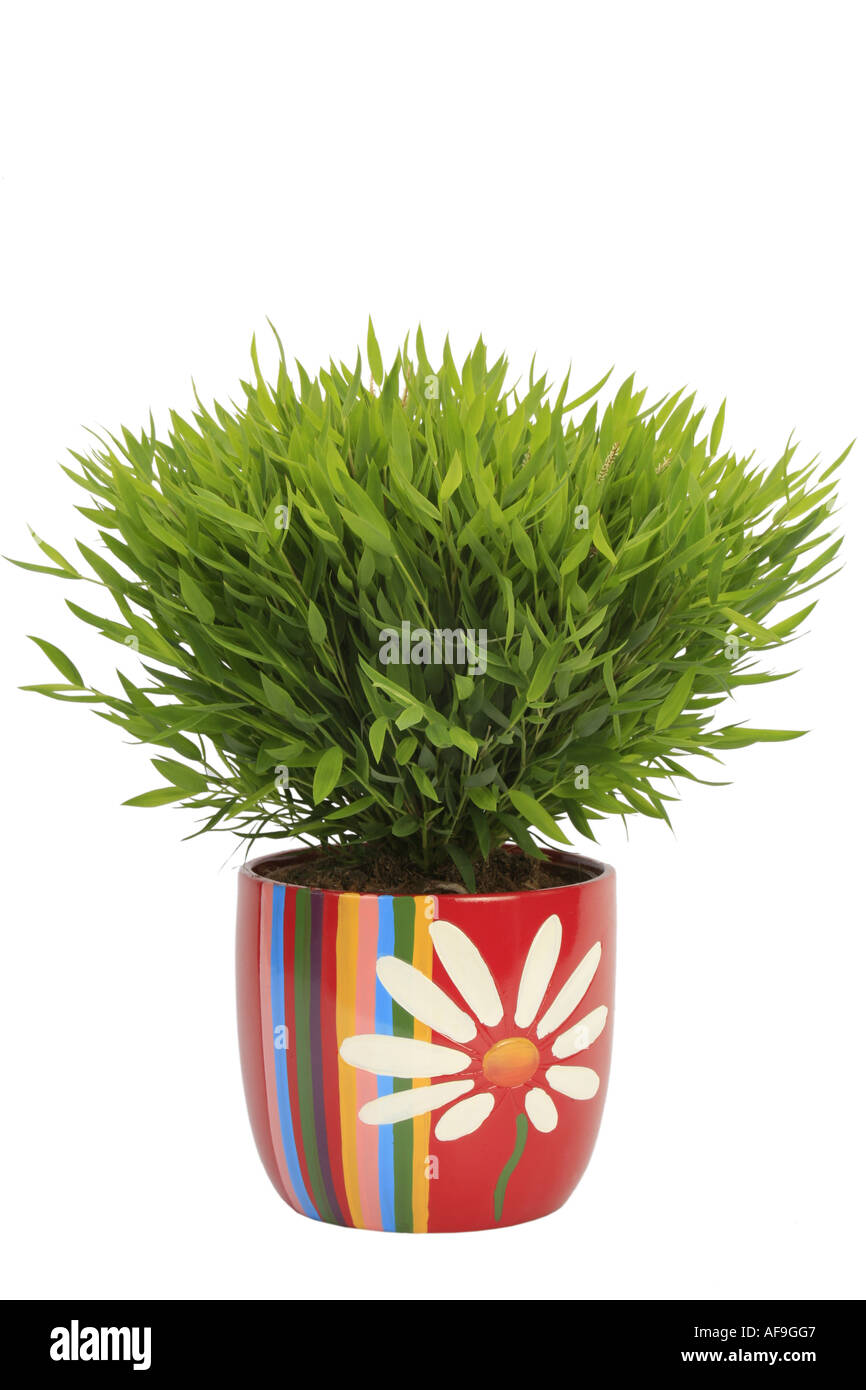 https://c8.alamy.com/comp/AF9GG7/miniature-bamboo-pogonatherum-paniceum-plant-in-colourful-pot-AF9GG7.jpg