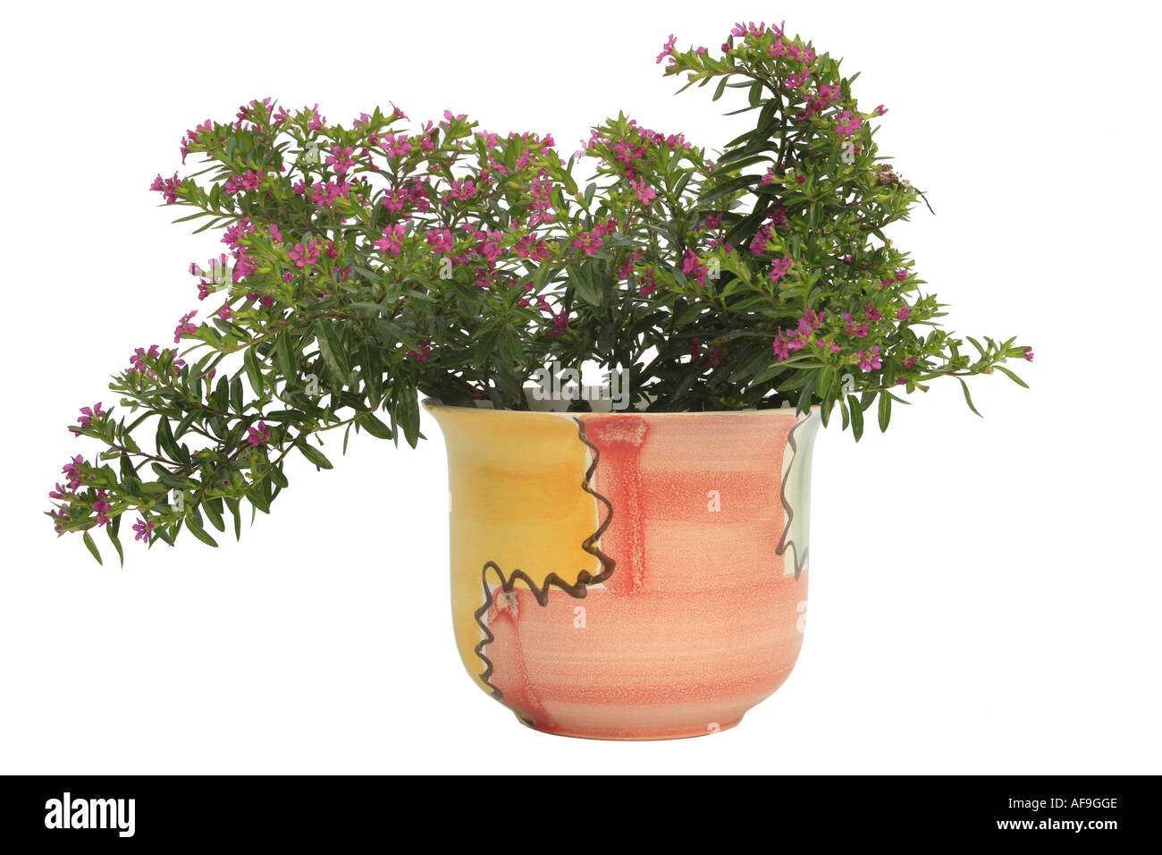 elfin herb (Cuphea hyssopifolia), plant in colourful pot Stock Photo