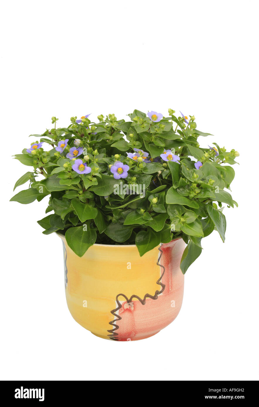 Persian violet, German violet, Tiddly twinks (Exacum affine), plant in a colourful pot Stock Photo