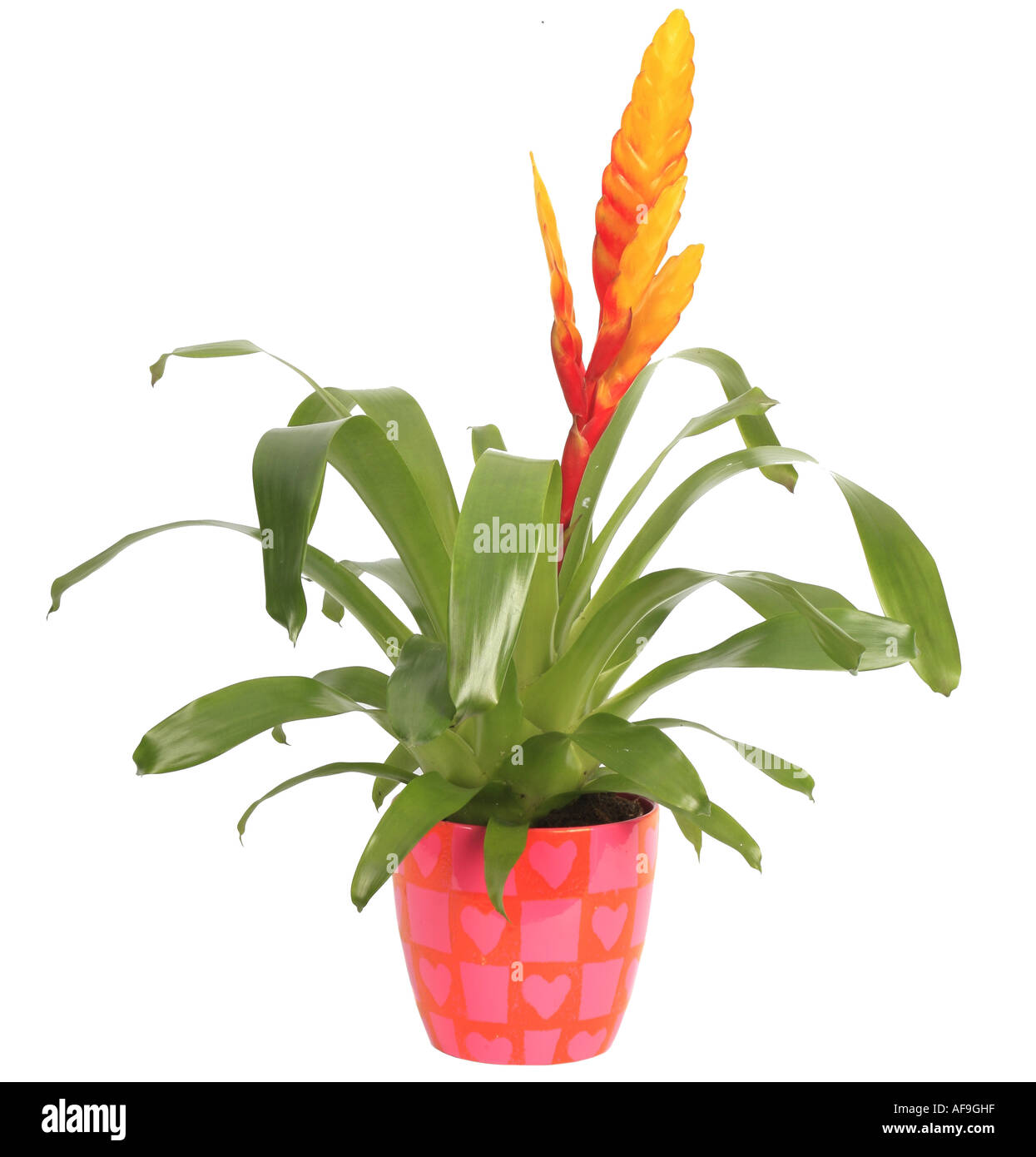 bromelia (Vriesea-Hybride), plant in colourful pot Stock Photo