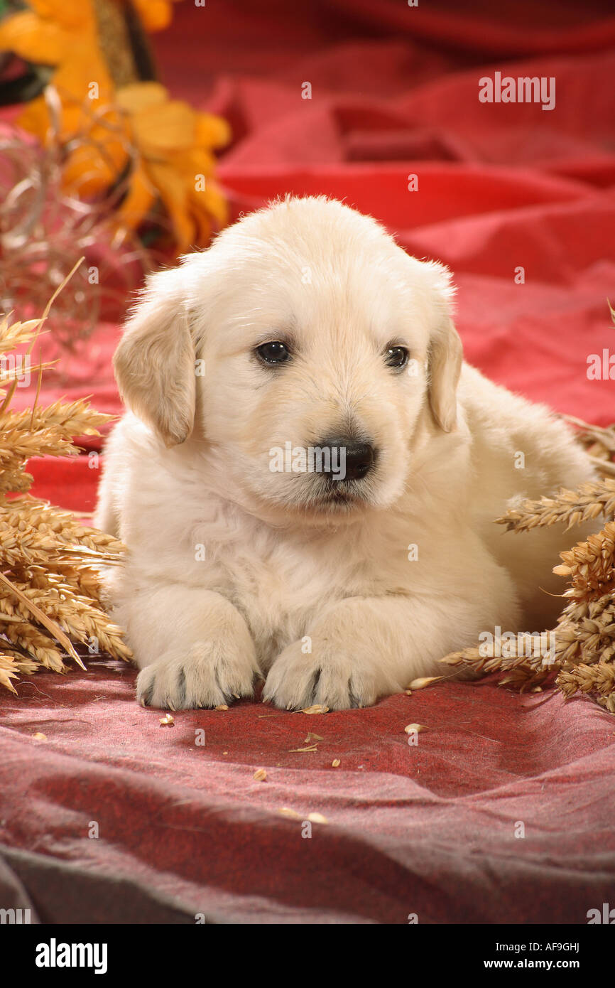 Golden Retriever puppy - lying Stock Photo - Alamy