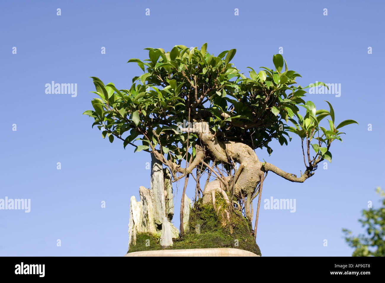 Bonsai fig tree hires stock photography and images Alamy