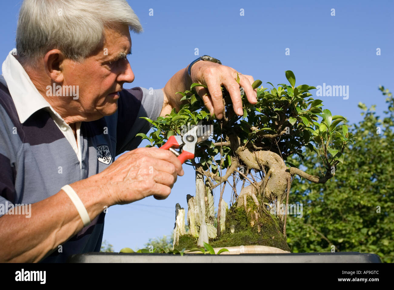 Gardener pruning bonsai fig tree Cotswolds UK Stock Photo Alamy