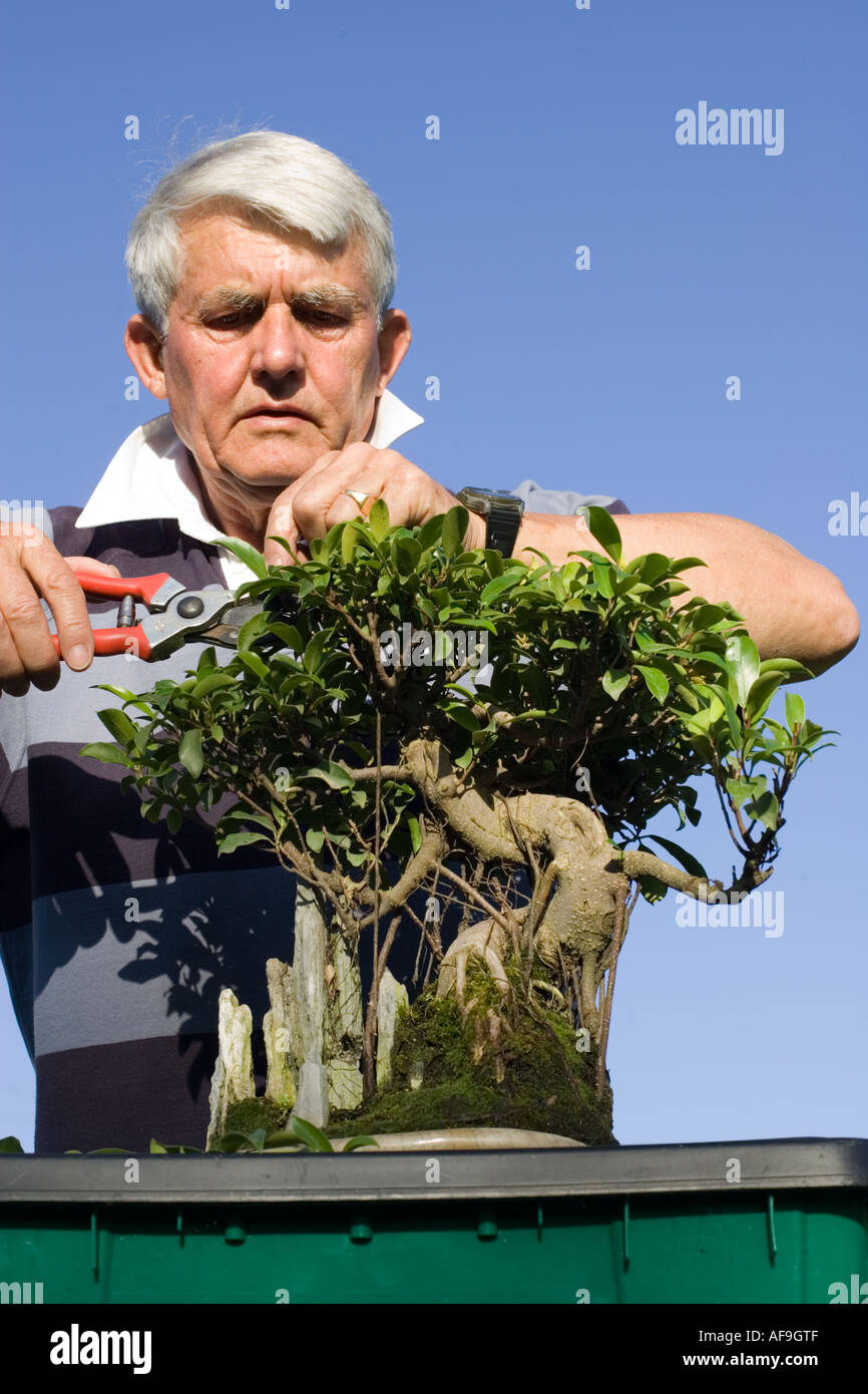 Gardener pruning bonsai fig tree Cotswolds UK Stock Photo Alamy