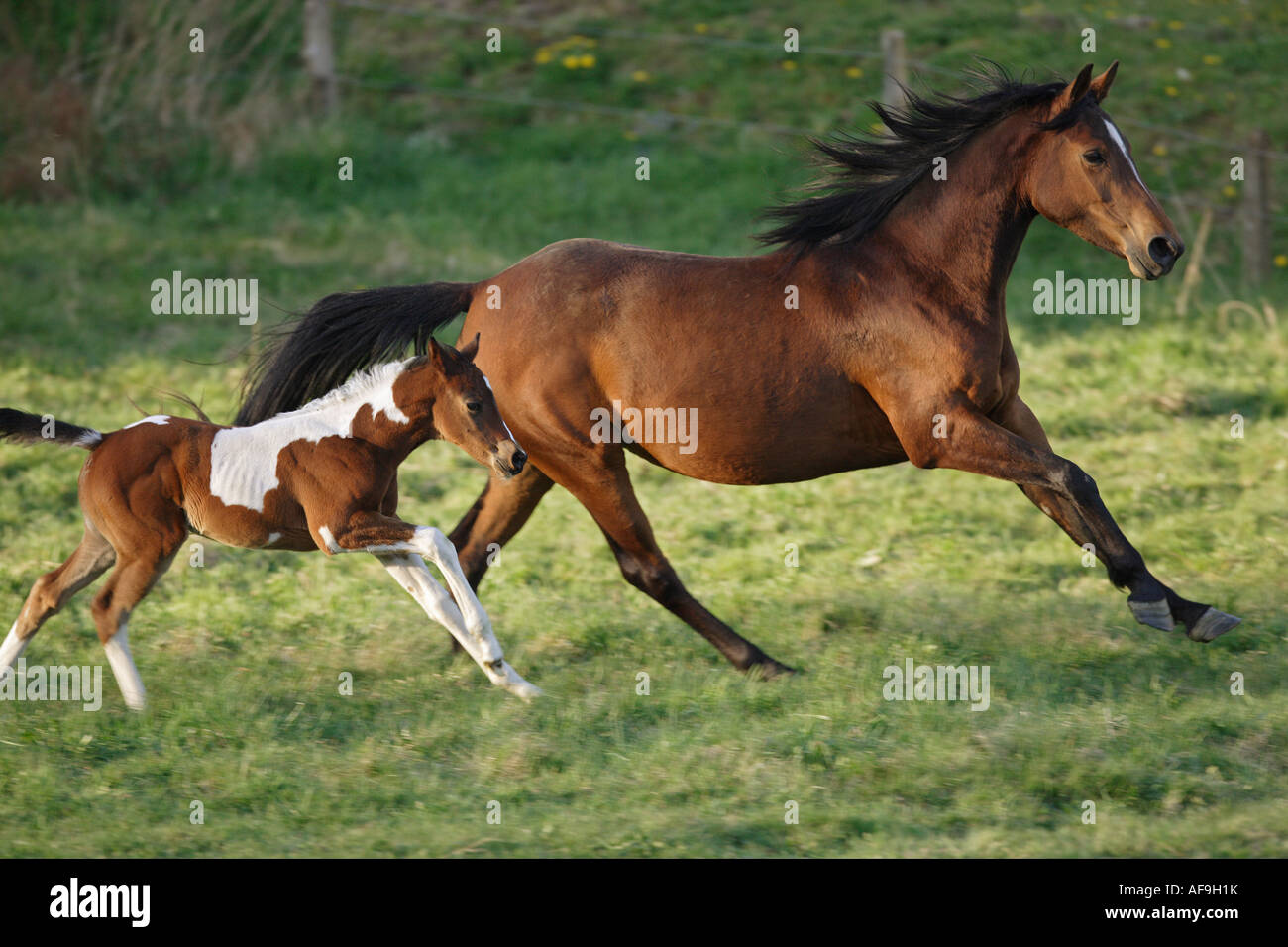 AngloArabian horse with foal galloping on meadow Stock Photo Alamy