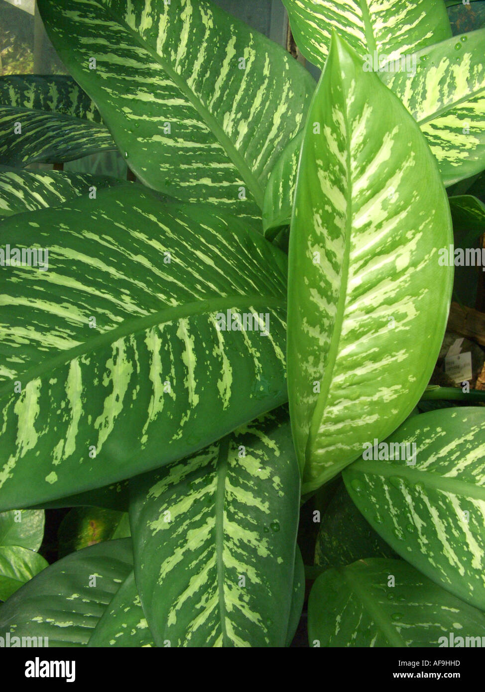 dumbcane (Dieffenbachia maculata), leaves Stock Photo