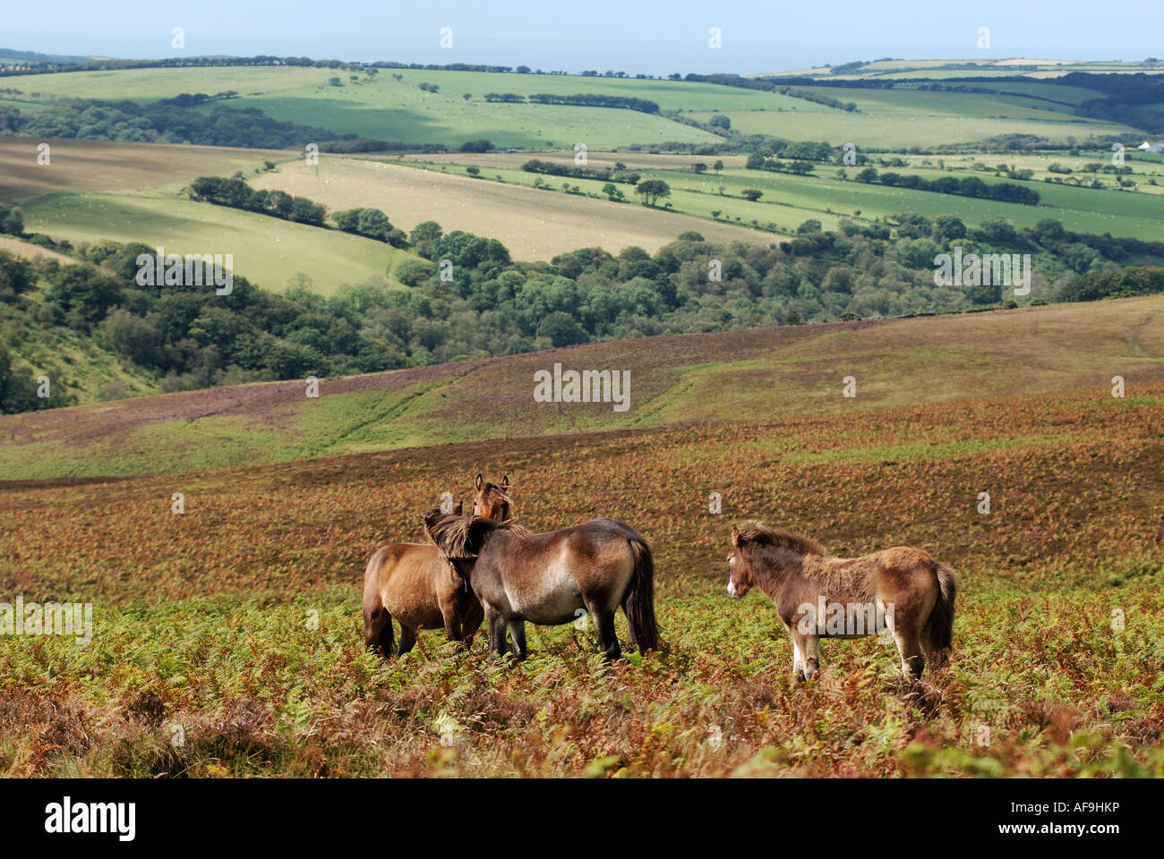 Brendon devon hires stock photography and images Alamy