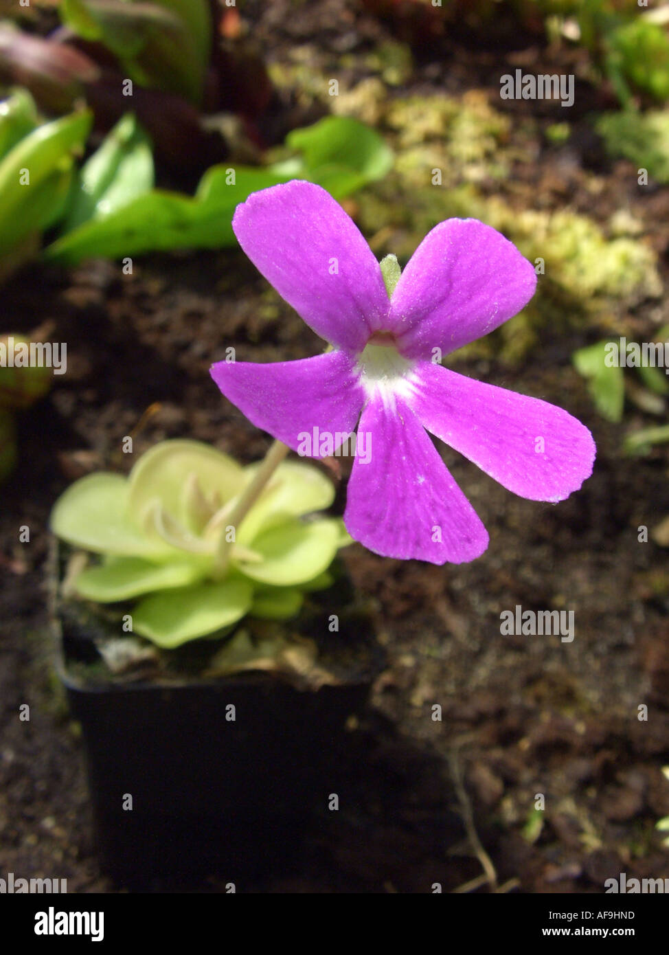 common butterwort (Pinguicula ehlersiae), blooming Stock Photo
