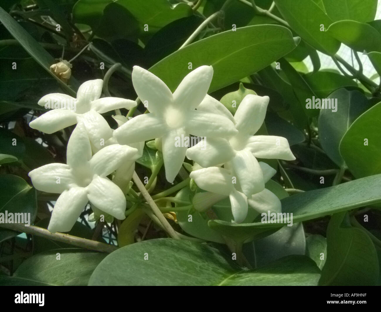 Madagascar Jasmine, Stephanotis, Wax Flower (Stephanotis floribunda), flowers Stock Photo