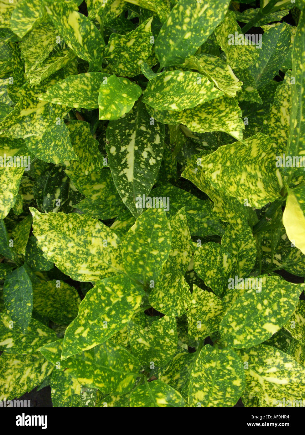 Aucuba japonica bushes hi-res stock photography and images - Alamy