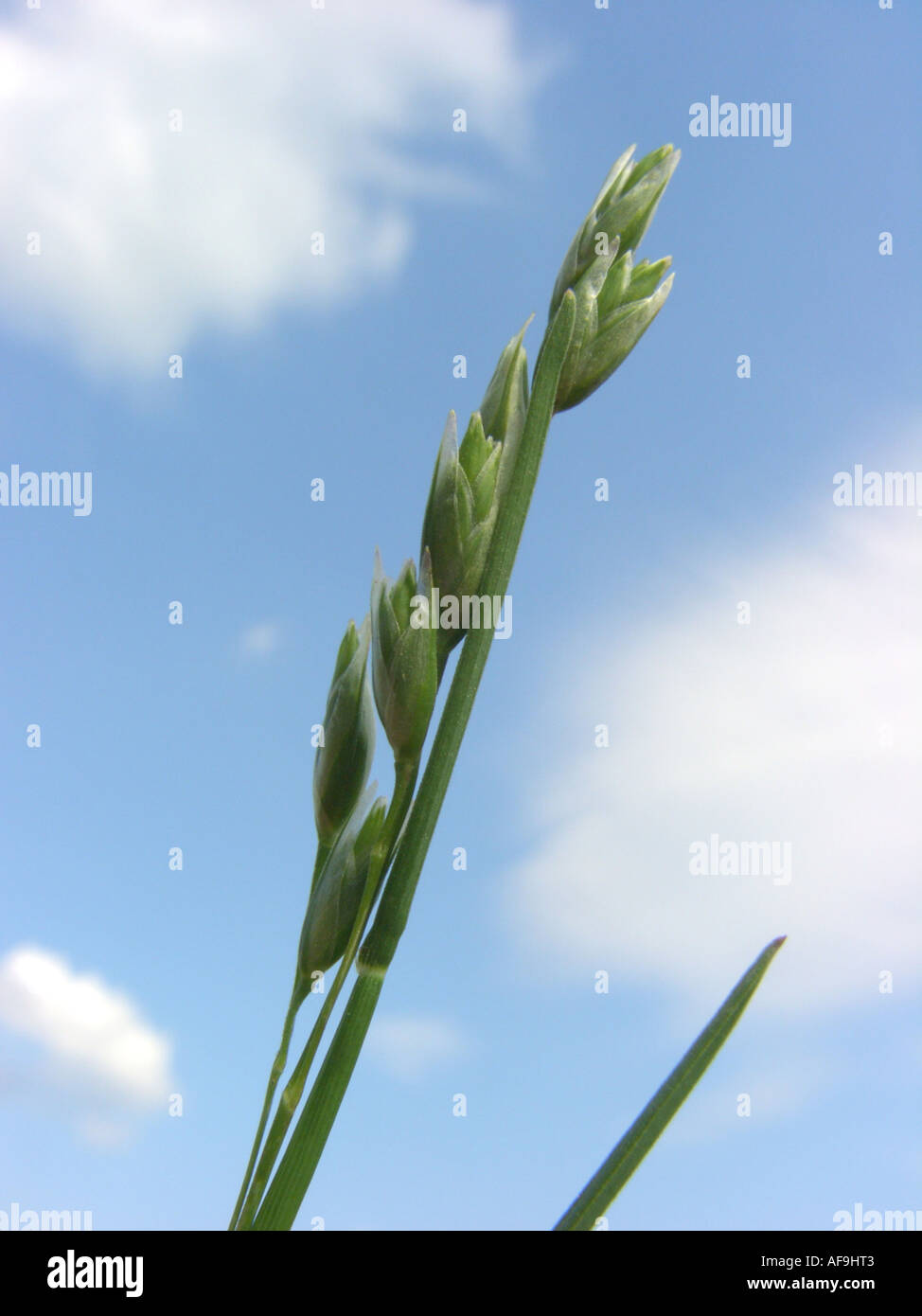 heath-grass (Danthonia decumbens), inflorescence against blue sky Stock Photo