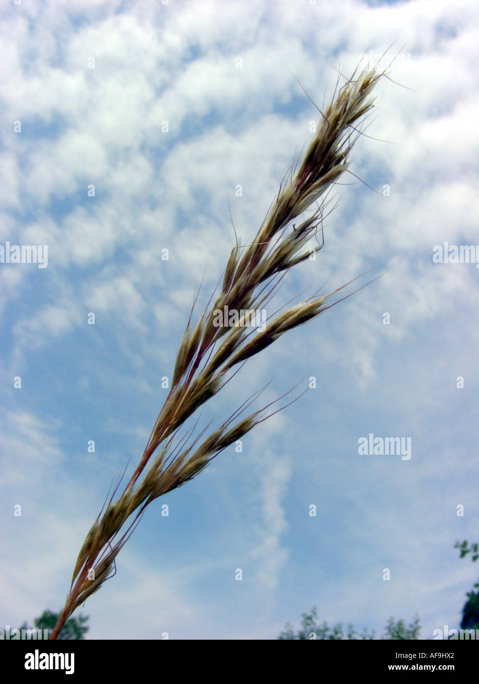downy oat-grass, downy alpine oat grass (Helictotrichon pubescens, Avenula pubescens, Avena pubescens), inflorescence against b Stock Photo