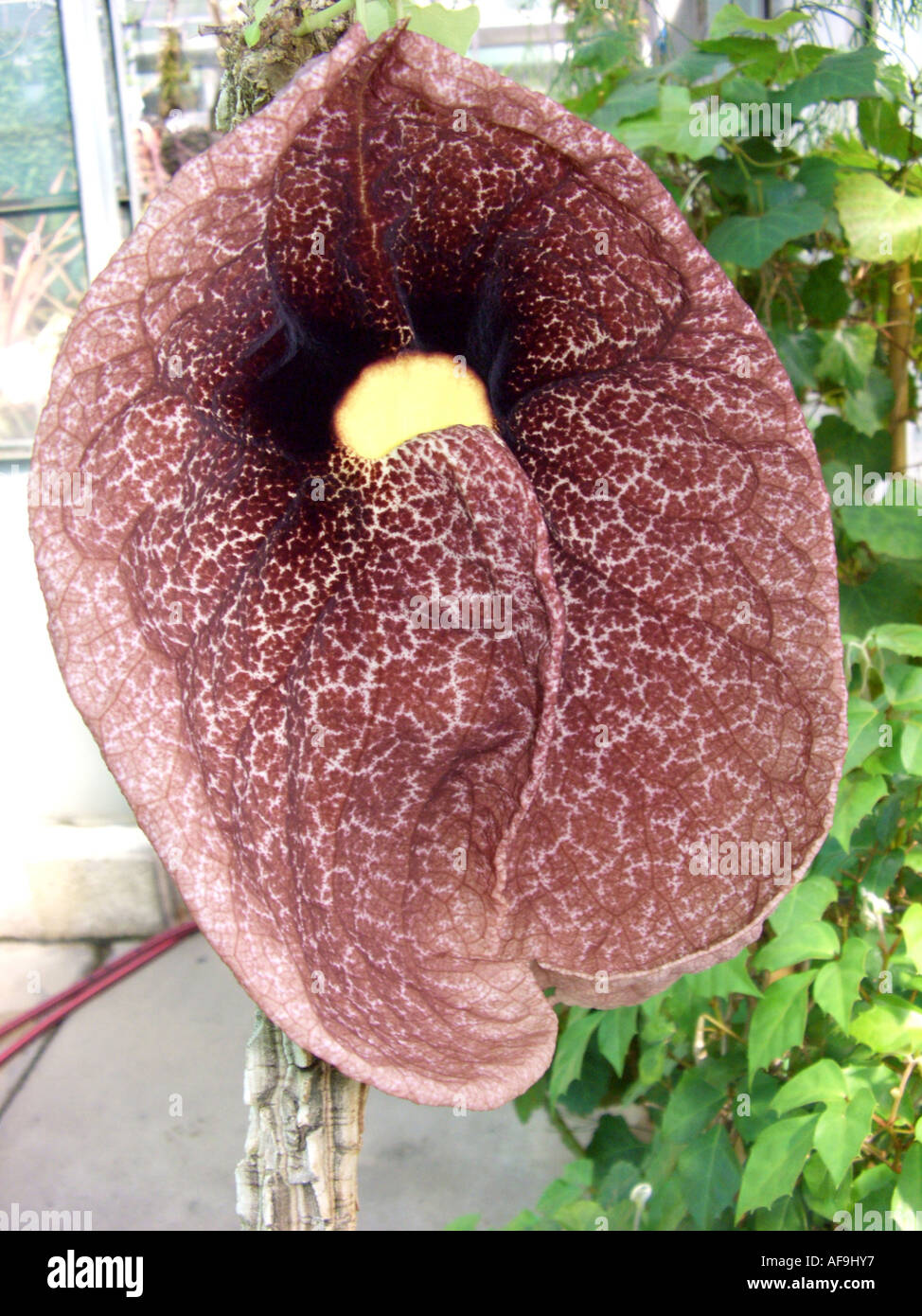 birthwort (Aristolochia brasiliensis, Aristolochia labiata), flower Stock Photo