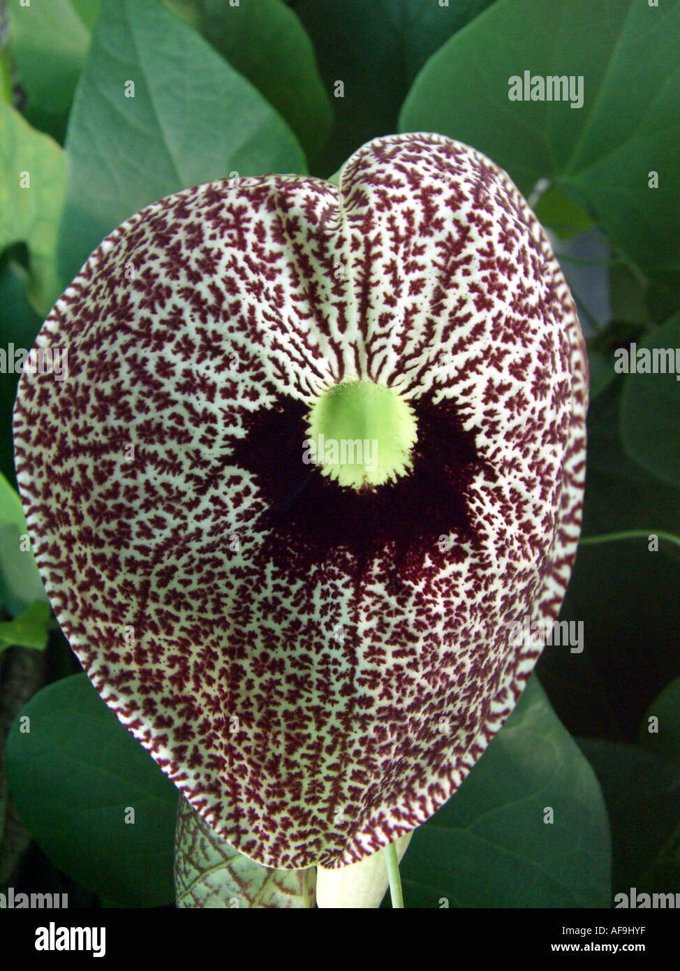 calico plant (Aristolochia elegans, Aristolochia littoralis), flower Stock Photo