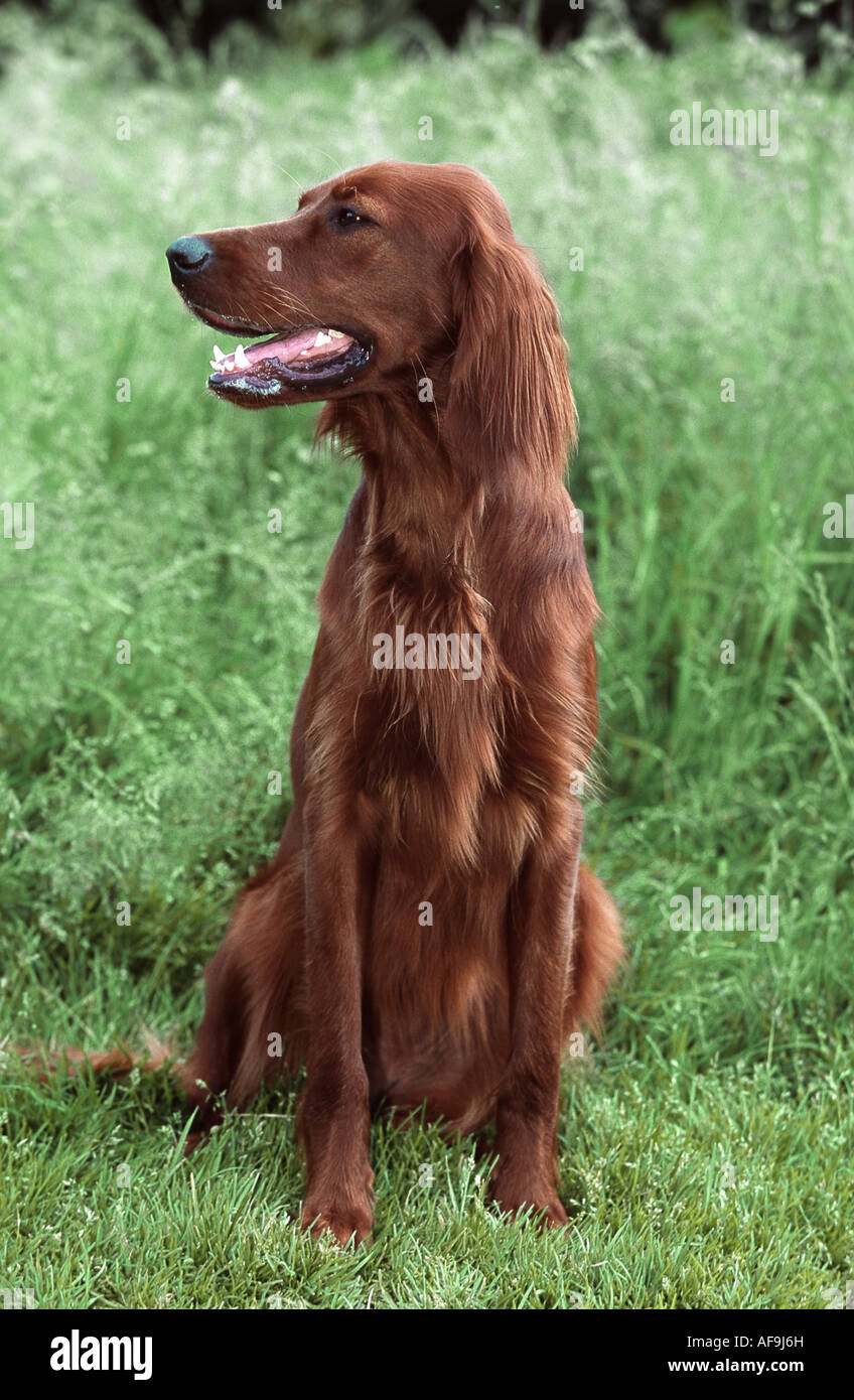 Irish Red Setter, Irish Setter (Canis lupus f. familiaris), 11 months old Stock Photo