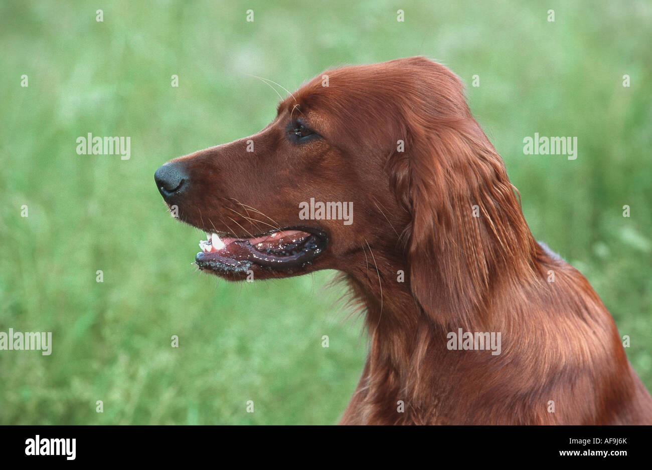Irish Red Setter, Irish Setter (Canis lupus f. familiaris), 11 months old Stock Photo